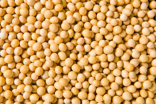 Soya Beans